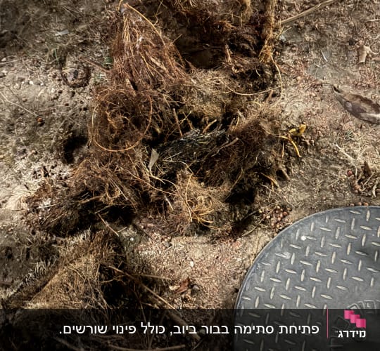 שורשים ופתח ביוב על הקרקע
